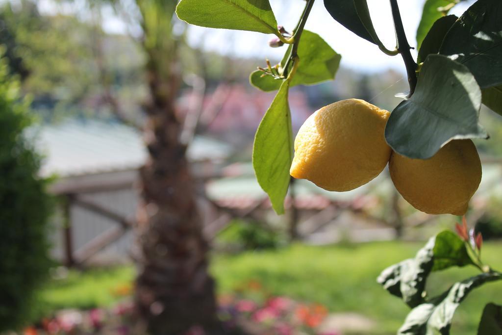 Casa Vacanze Chery Sorrento Bagian luar foto